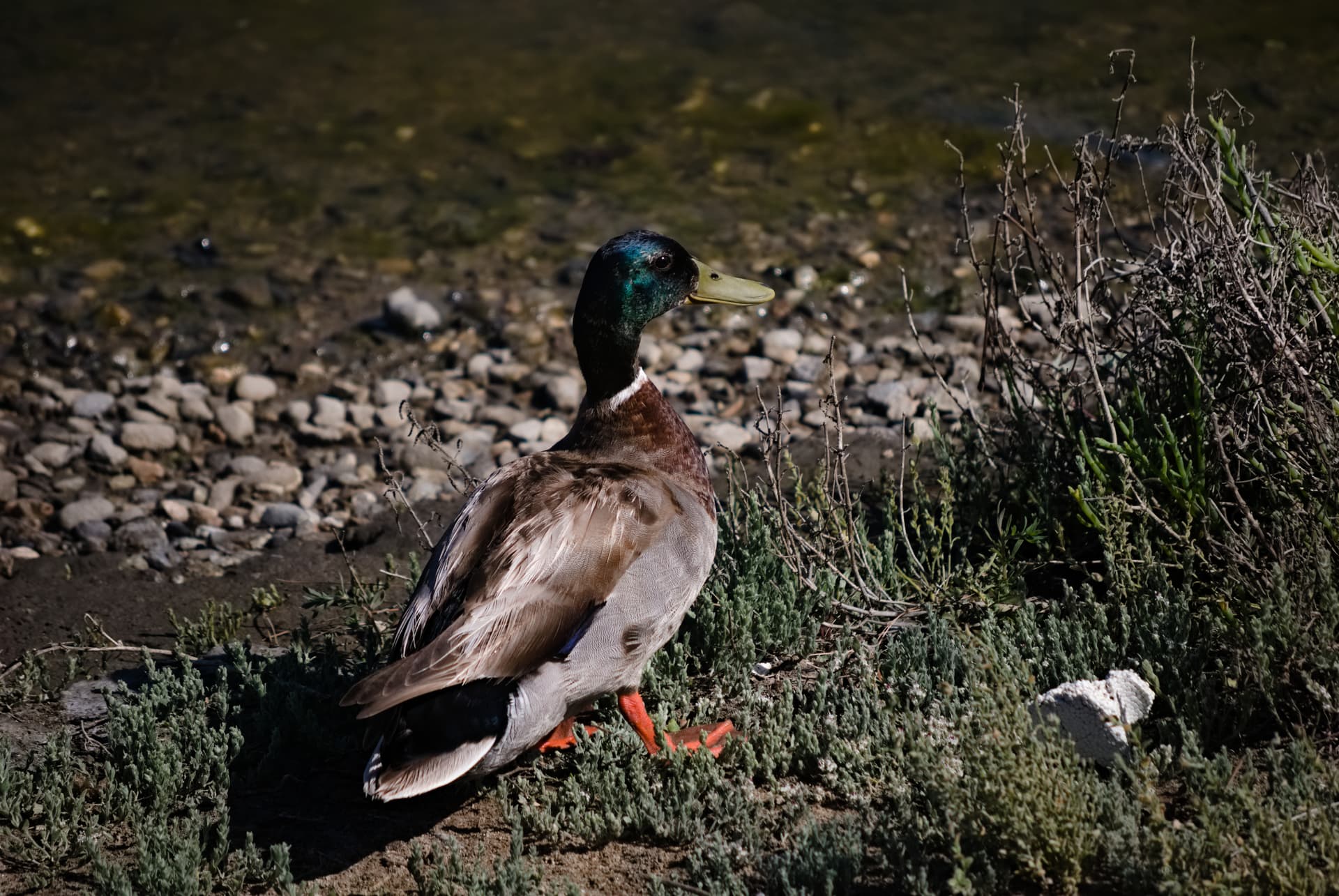 Mallard